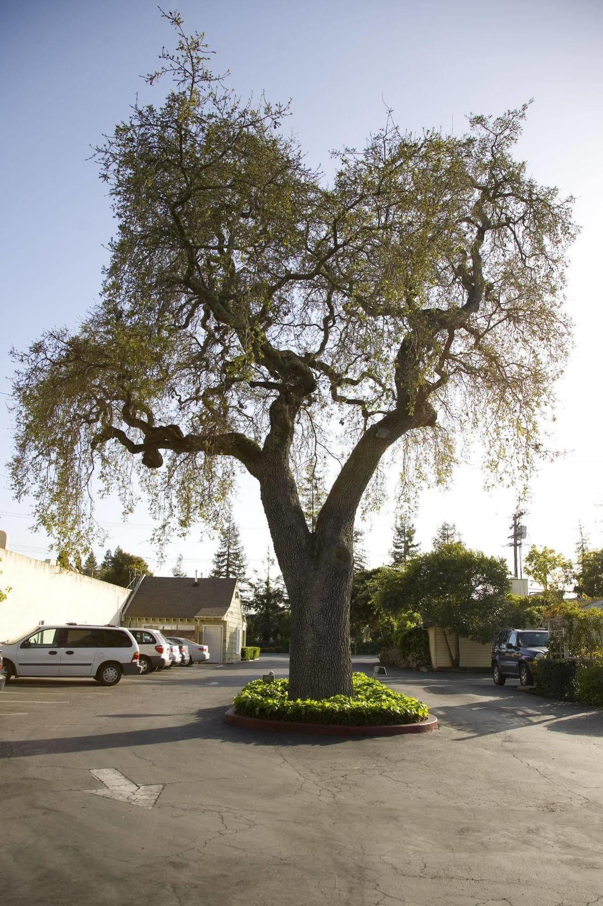 The Hotel Menlo Park